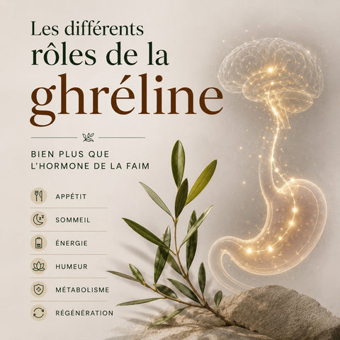 Les différents rôles de la ghréline : bien plus que l'hormone de la faim